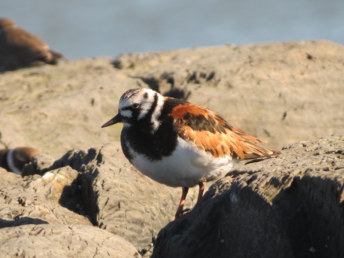 Ruddy Turnstone - ML238822791