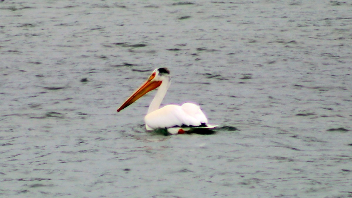 American White Pelican - ML238822921