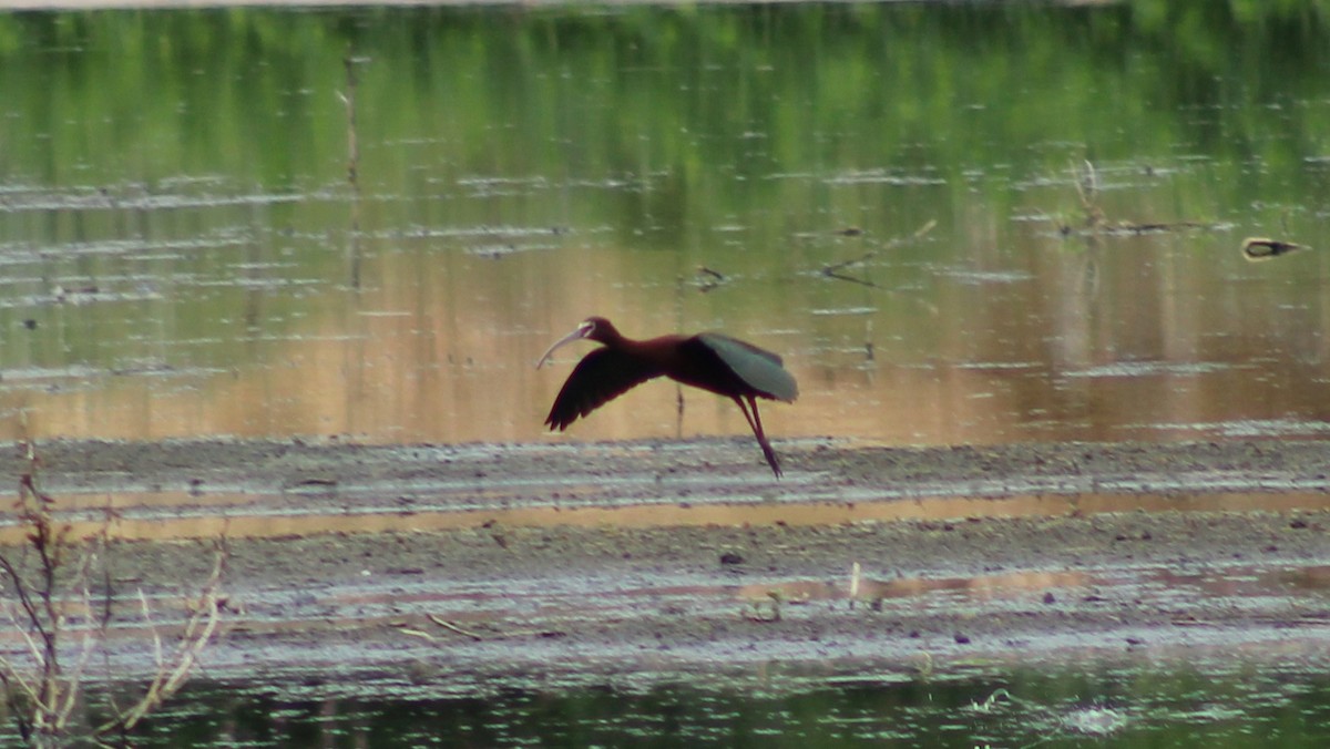 ibis americký - ML238822941
