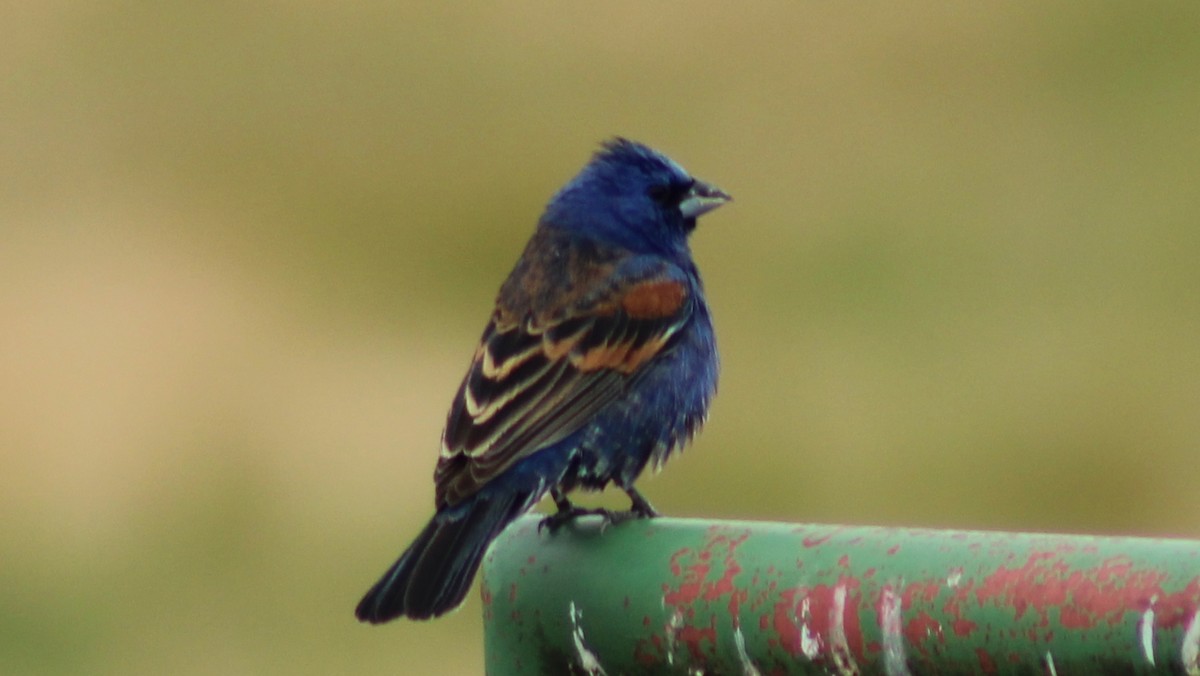 Blue Grosbeak - ML238824231