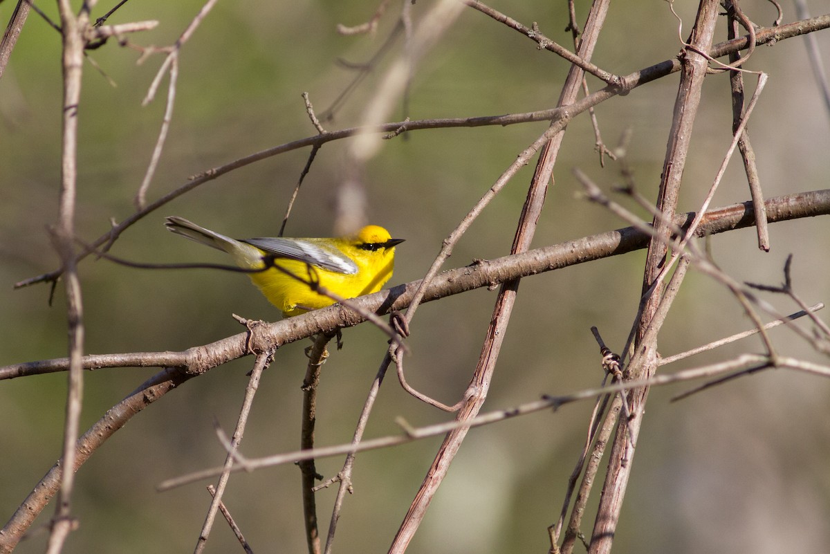 Blauflügel-Waldsänger - ML238825411