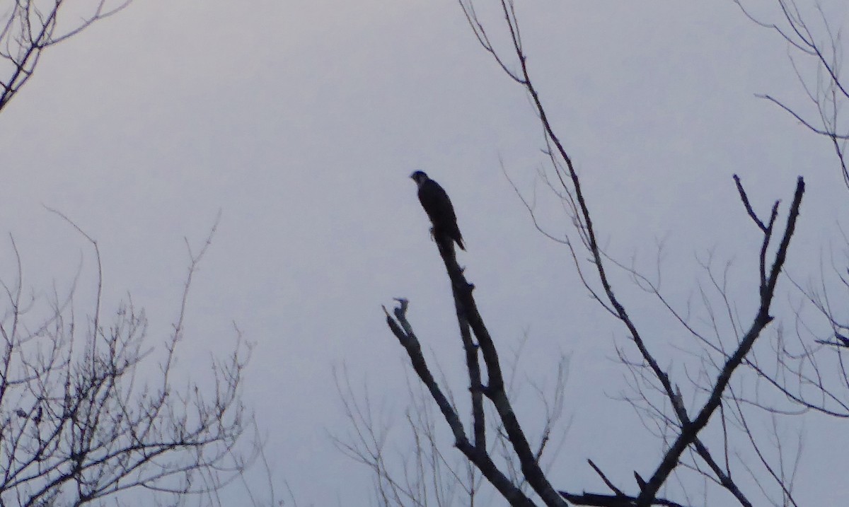 Peregrine Falcon - ML23882581