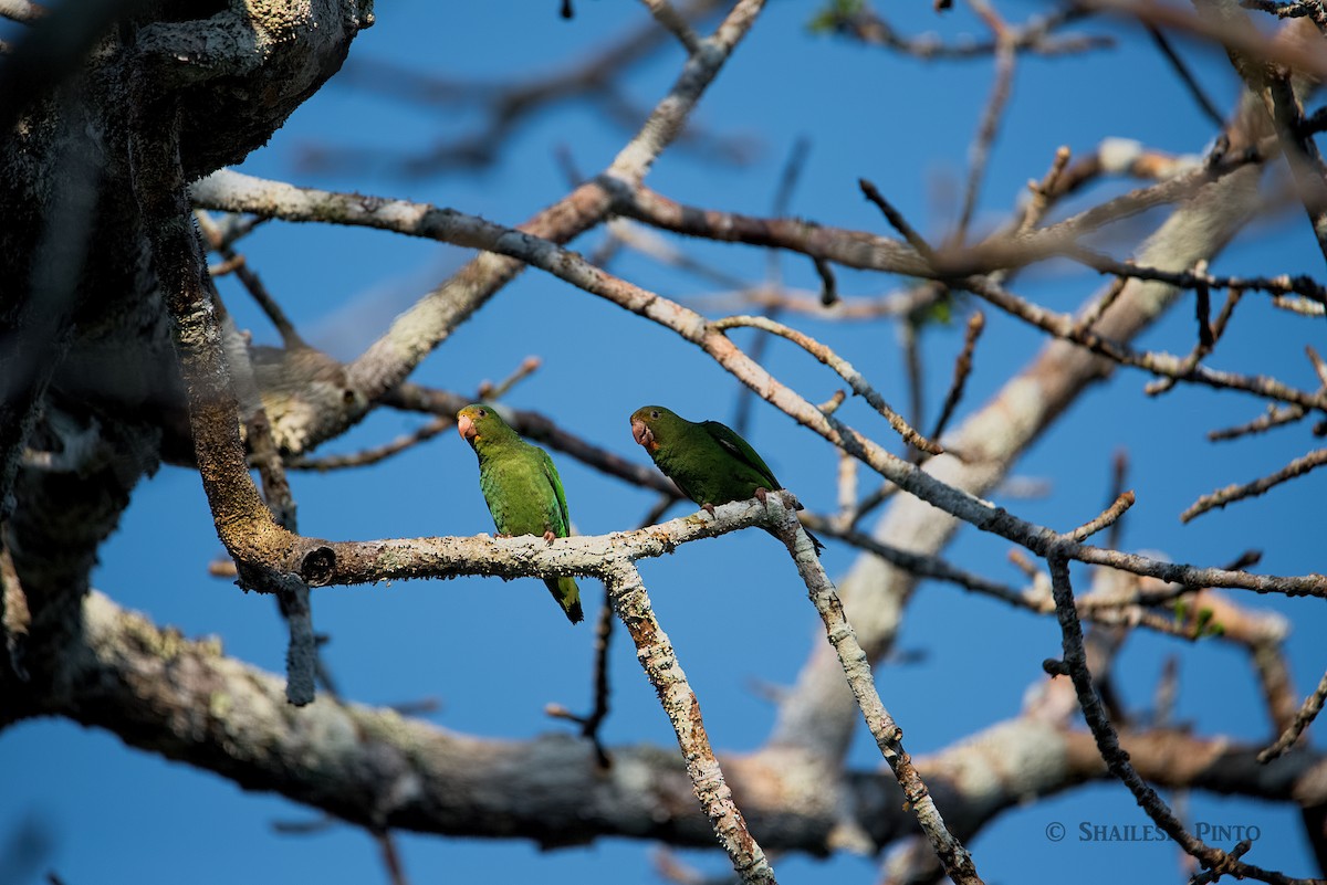 Cobalt-winged Parakeet - ML23882661