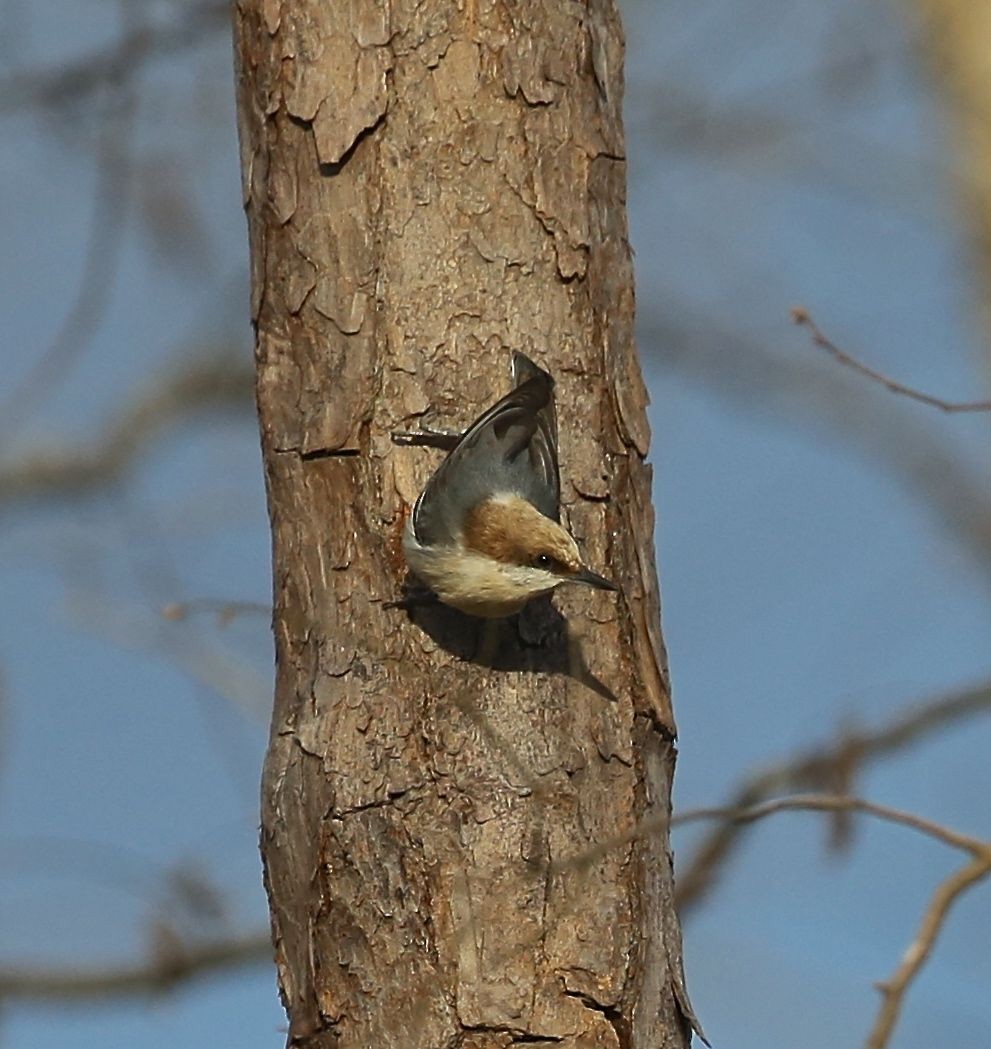 Brown-headed Nuthatch - Charles Lyon