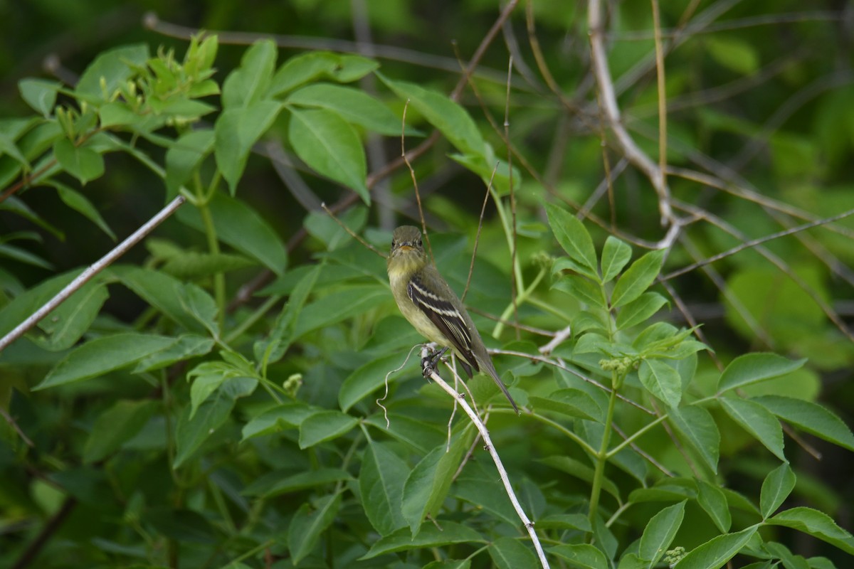 Yellow-bellied Flycatcher - ML238829501