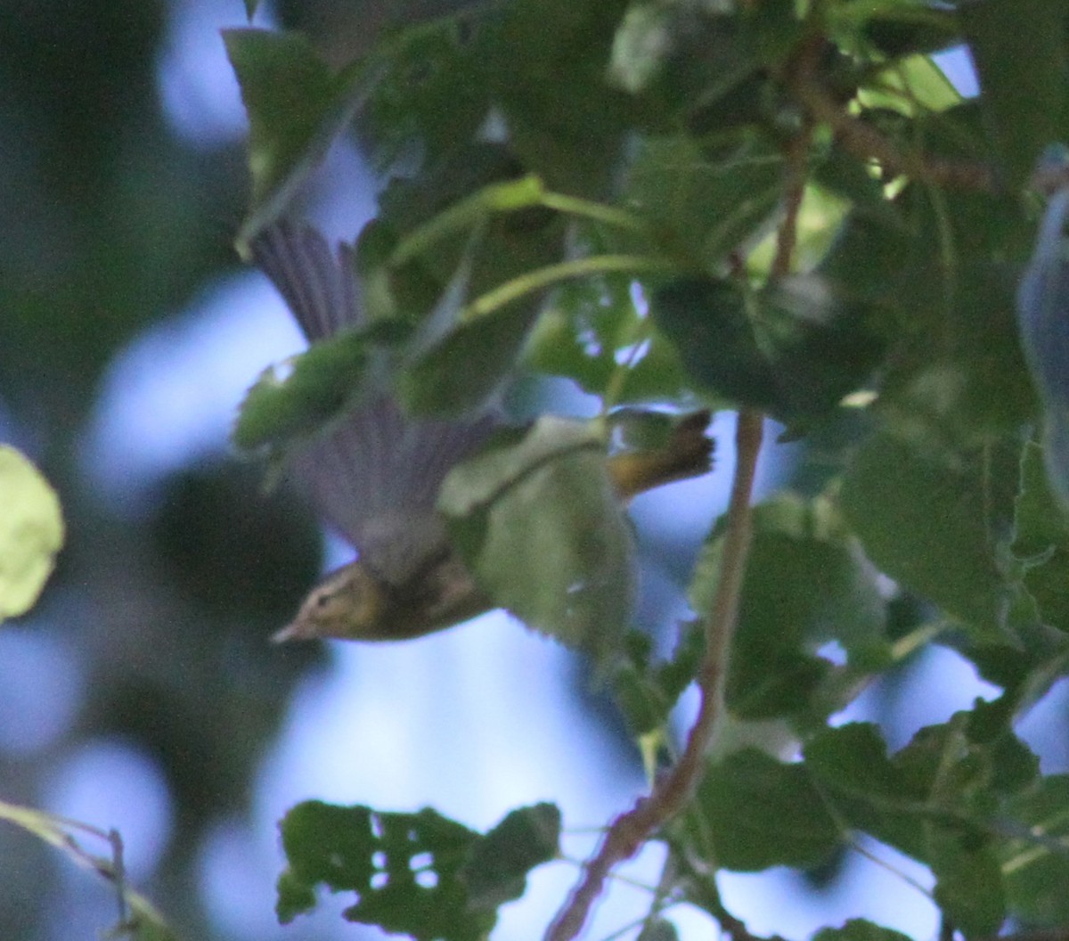 new world warbler sp. - ML238830701