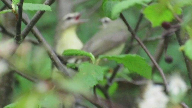 Philadelphia Vireo - ML238831101