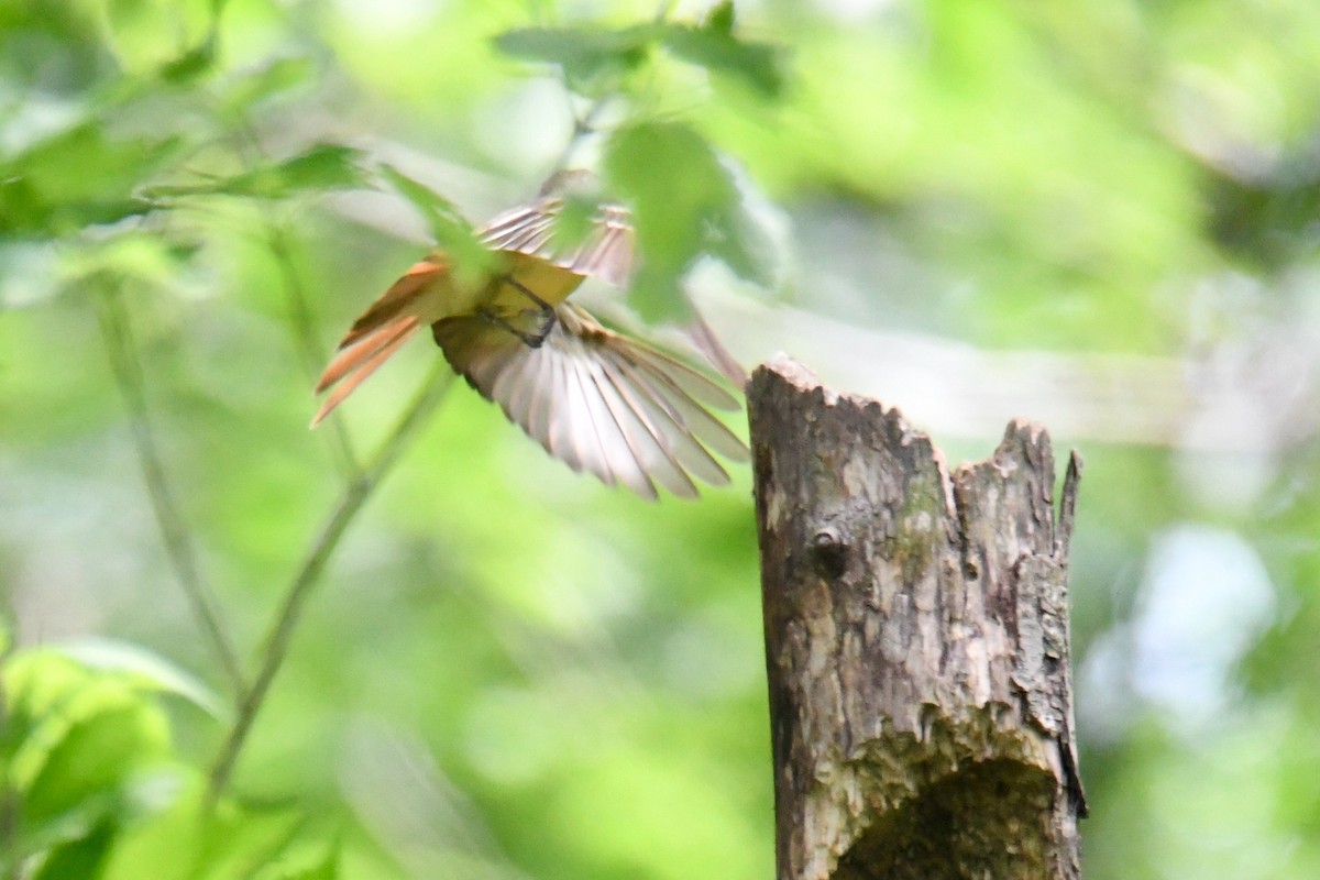 Great Crested Flycatcher - ML238831561