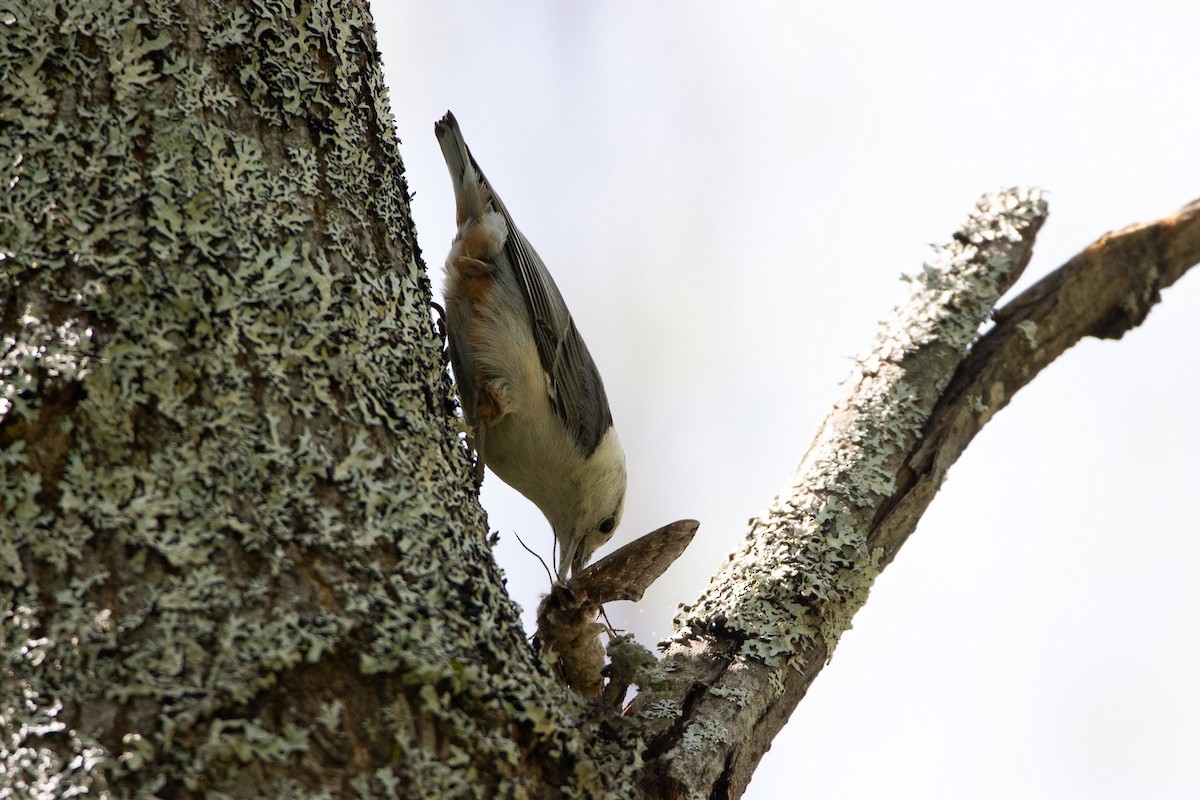 White-breasted Nuthatch - ML238831591