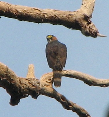 Gray-bellied Hawk - ML238832041