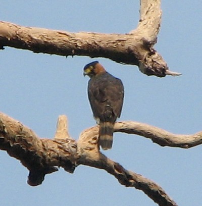 Gray-bellied Hawk - ML238832051