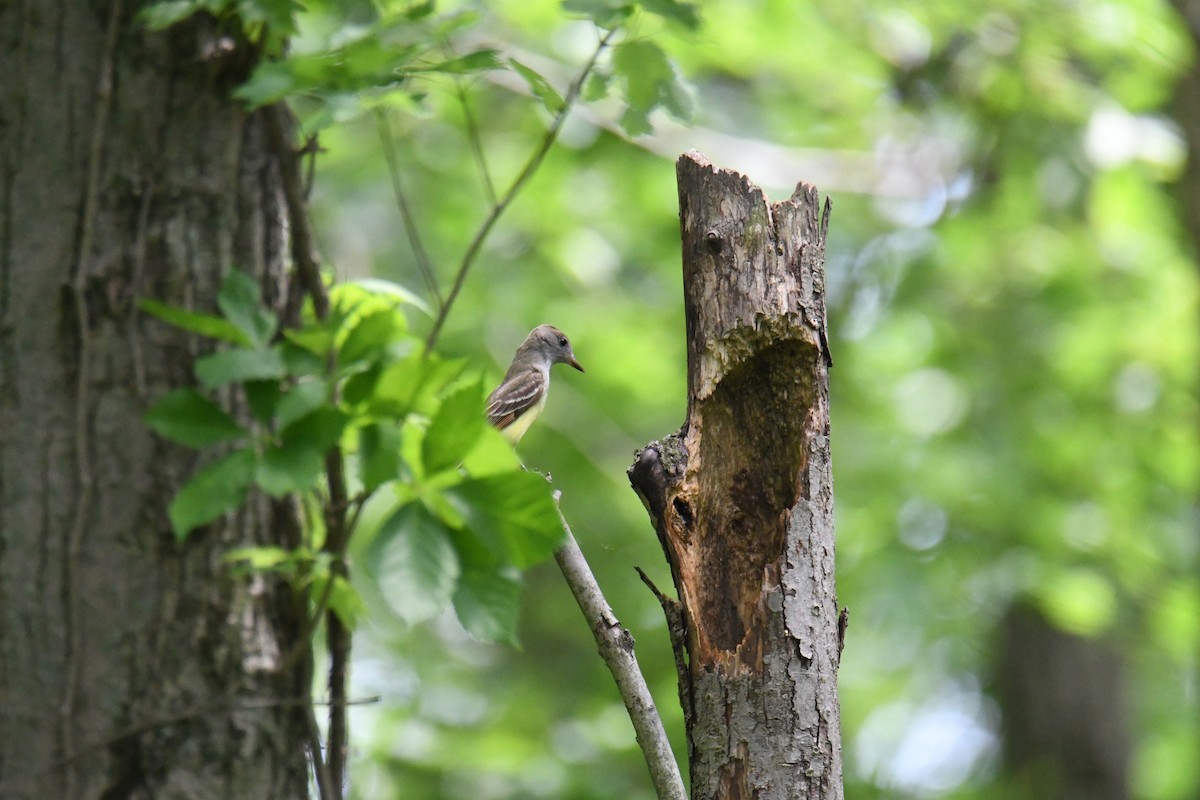 Great Crested Flycatcher - ML238832241