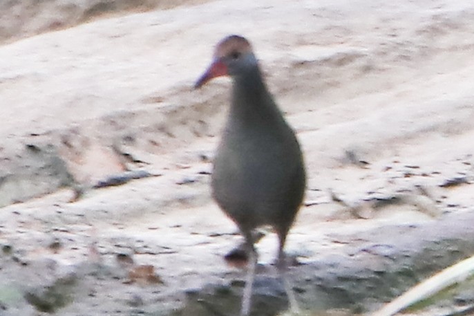 Slaty-breasted Rail - Siva Kumar