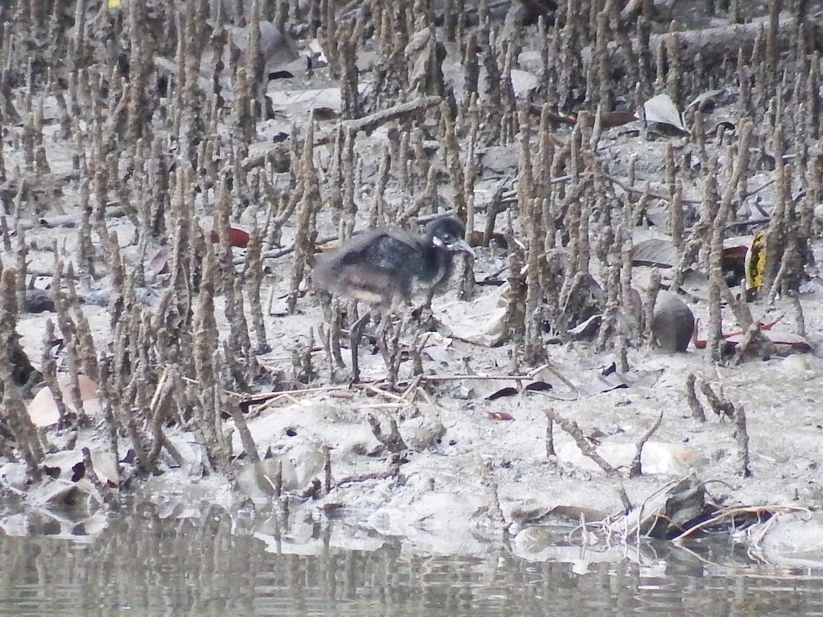 White-breasted Waterhen - ML23883281