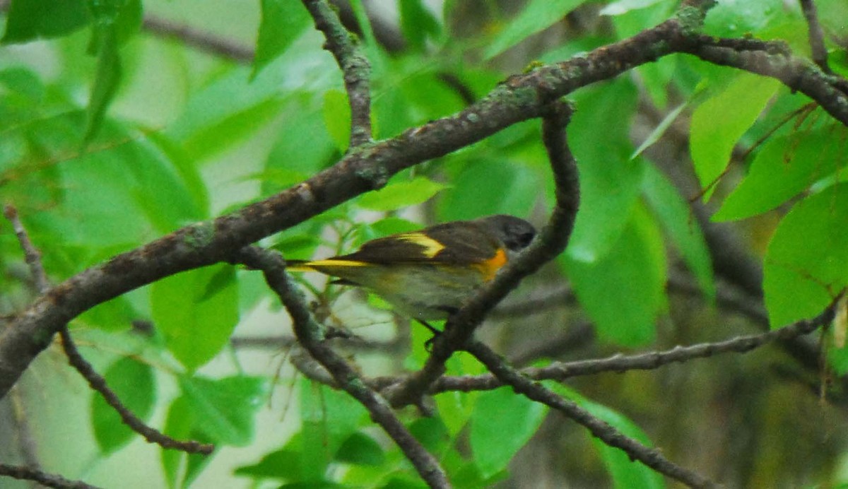 American Redstart - ML238833671