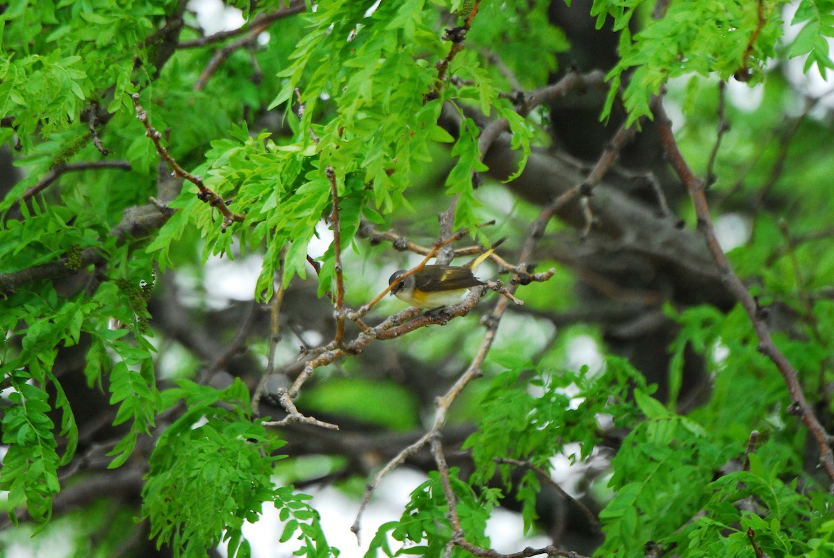 American Redstart - ML238833701