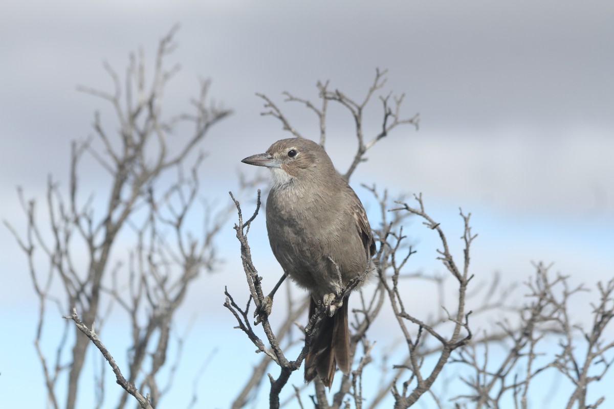 White-throated Cacholote - ML238833881