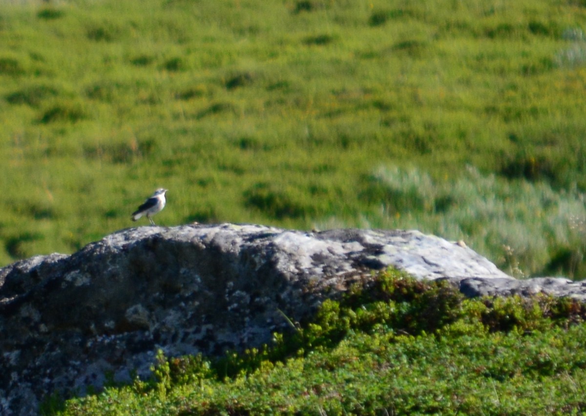 Northern Wheatear - ML23883411