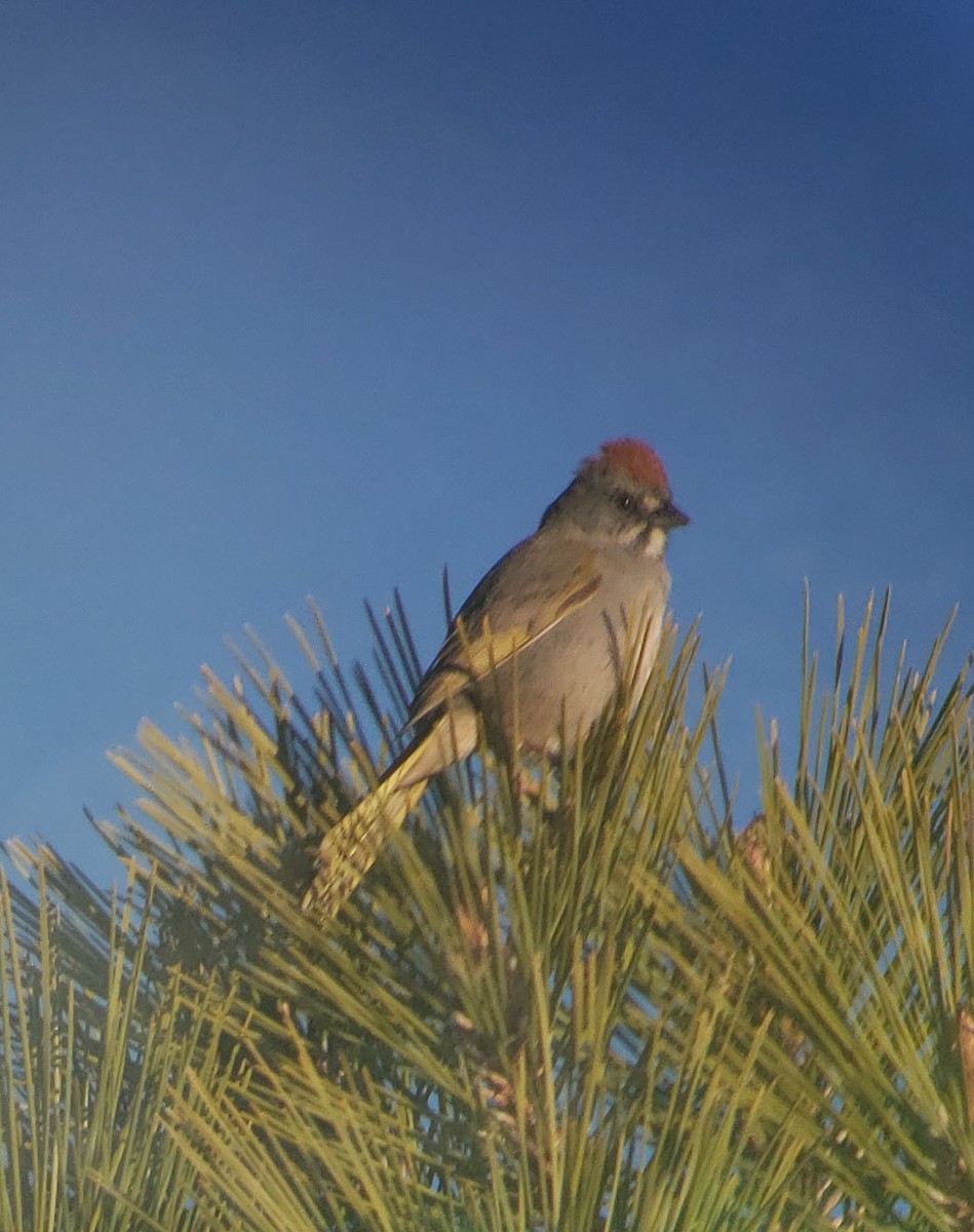 Green-tailed Towhee - ML238836941