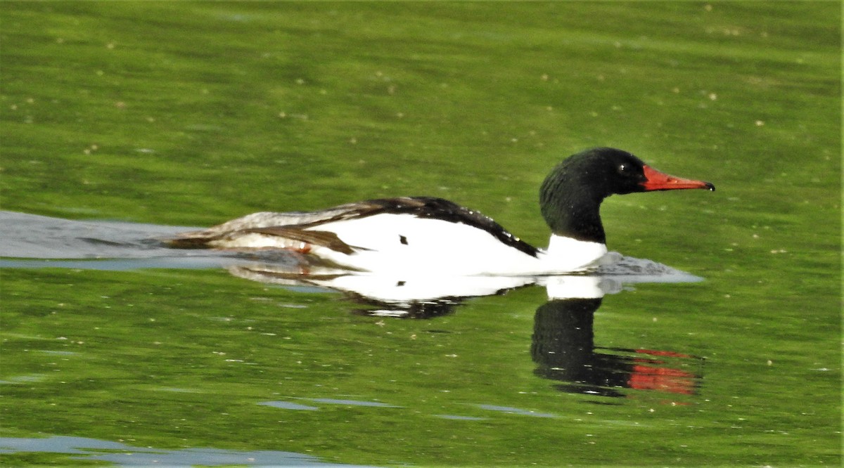 Common Merganser - Paul McKenzie