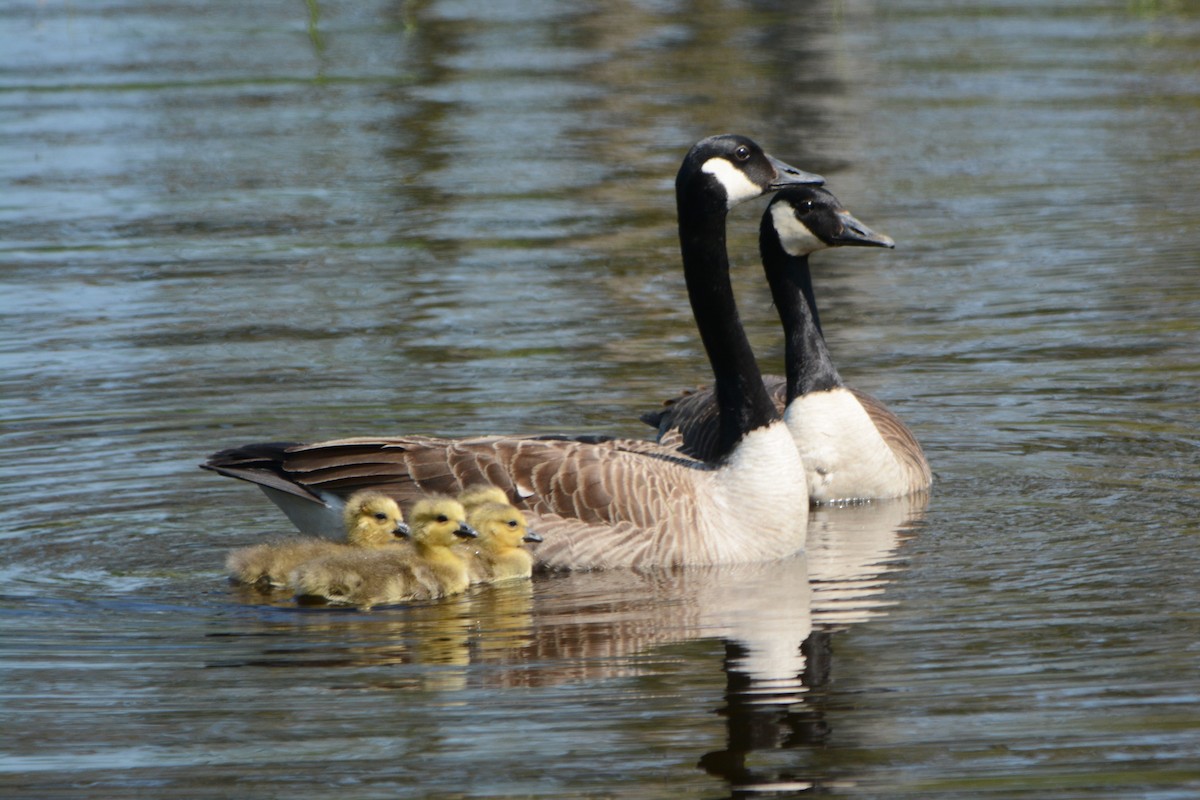 Canada Goose - Steve Mierzykowski