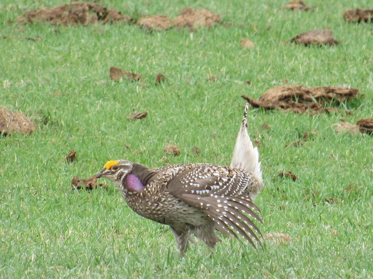 Sharp-tailed Grouse - Helen Slavuta