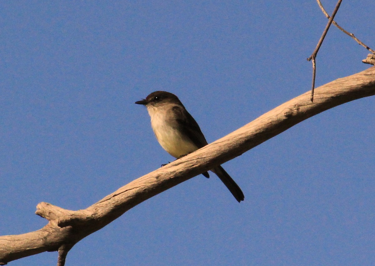 Eastern Phoebe - ML23884041