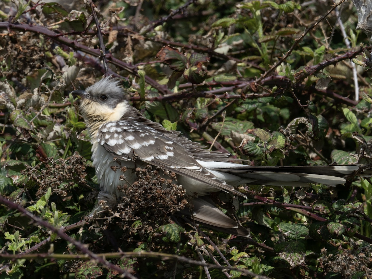 Häherkuckuck - ML238841741