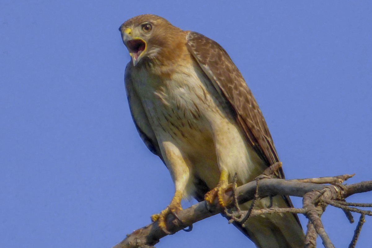 Red-tailed Hawk - Dale Bargmann