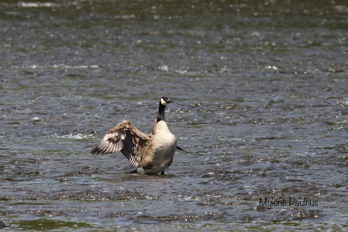 Canada Goose - ML238844121