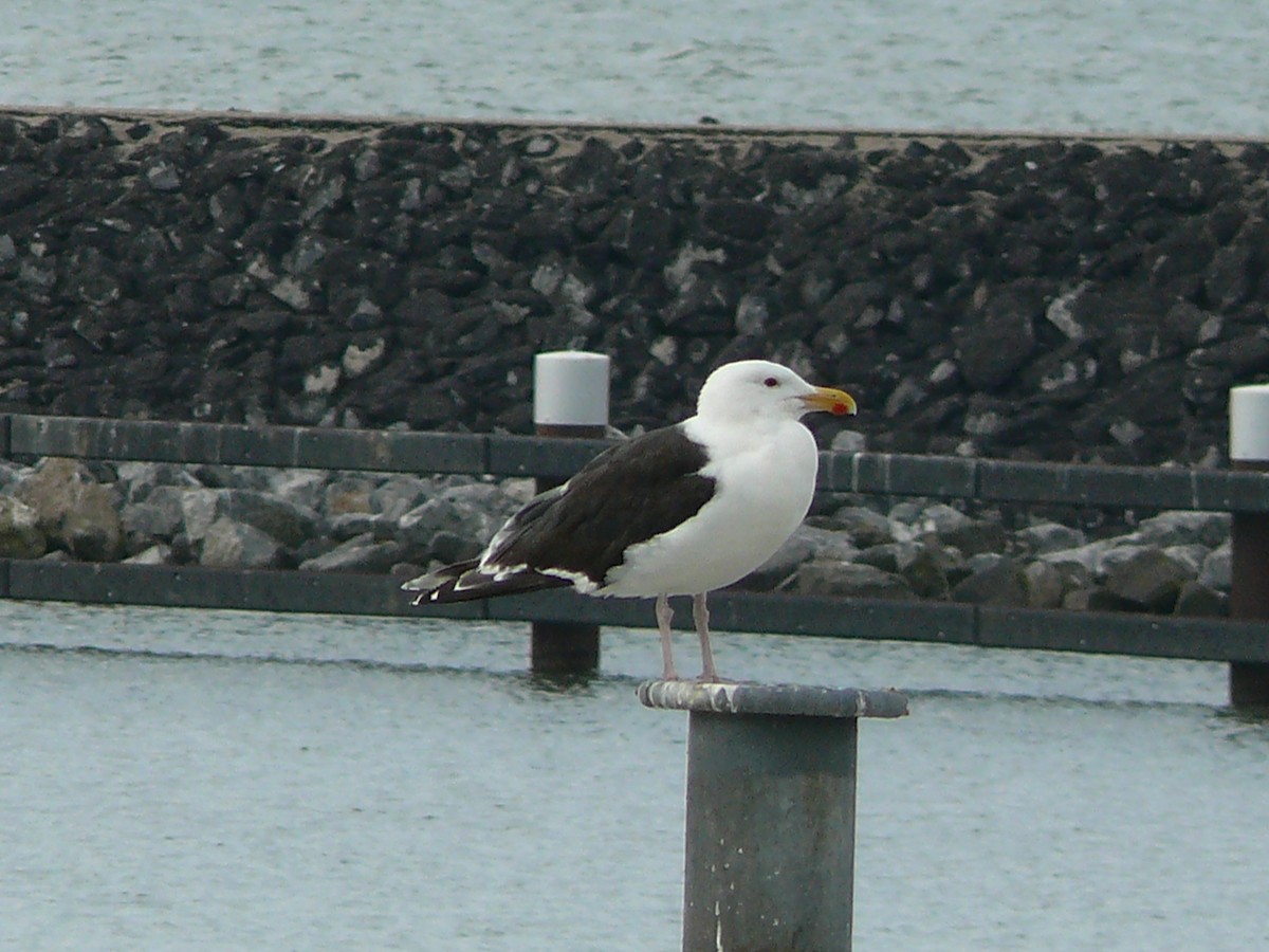 Great Black-backed Gull - ML238844461