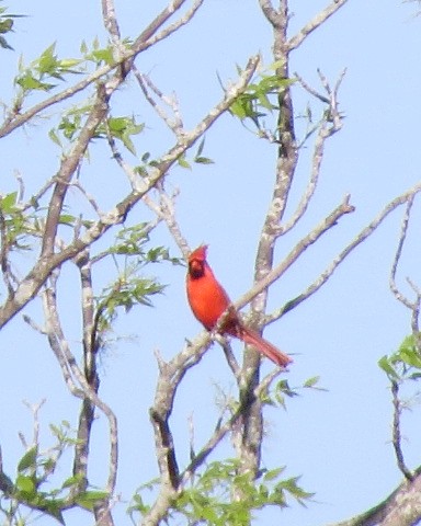 Northern Cardinal - ML238845611