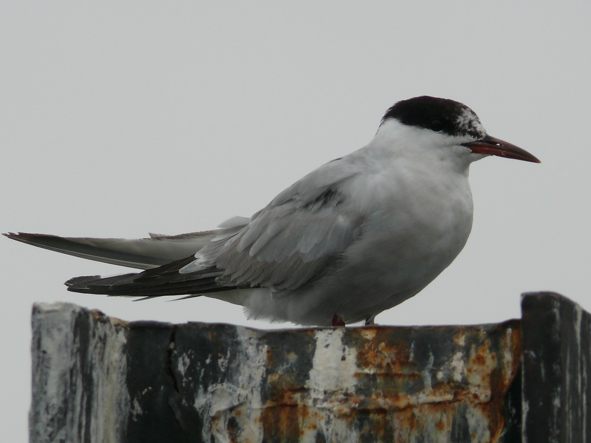 Arctic Tern - ML238847601