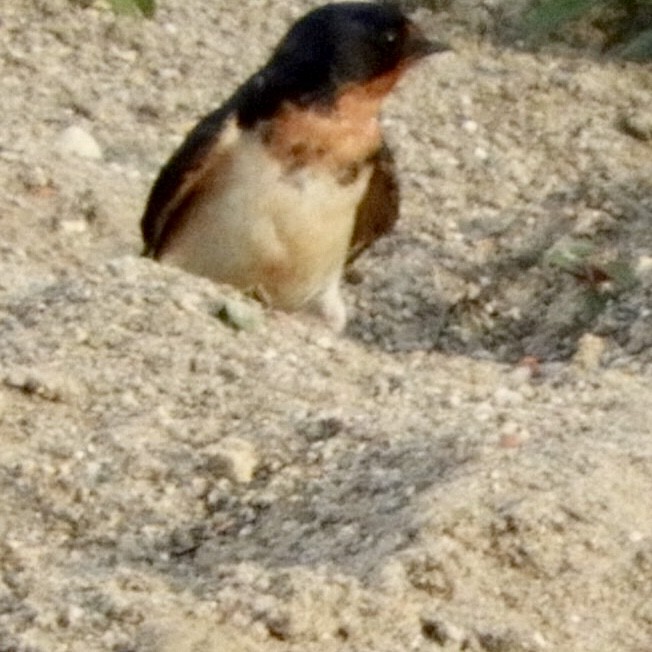 סנונית רפתות - ML238848821