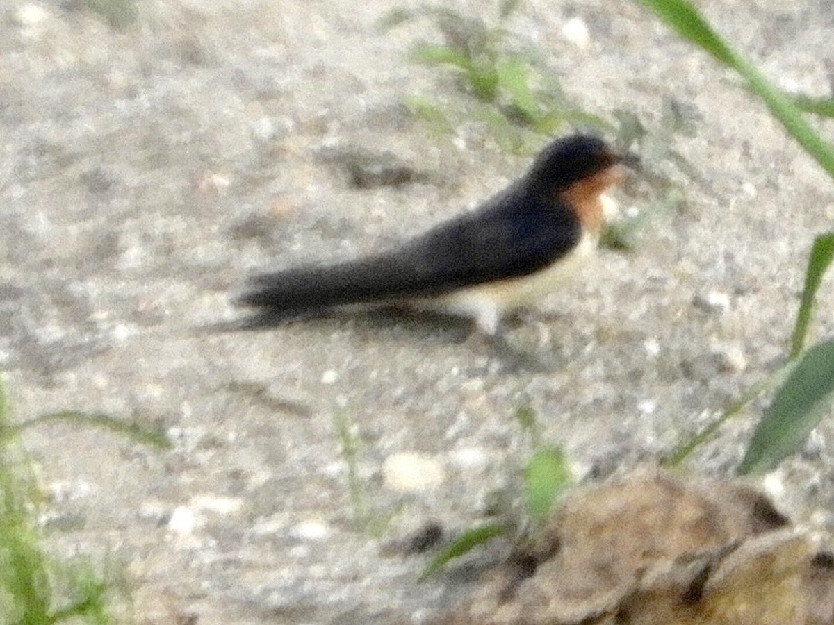 Barn Swallow - ML238848831