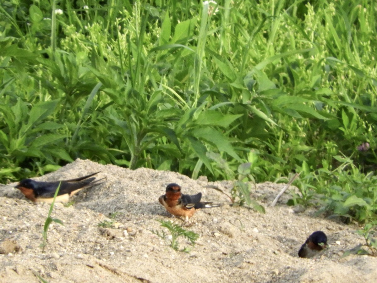 Golondrina Común - ML238848851