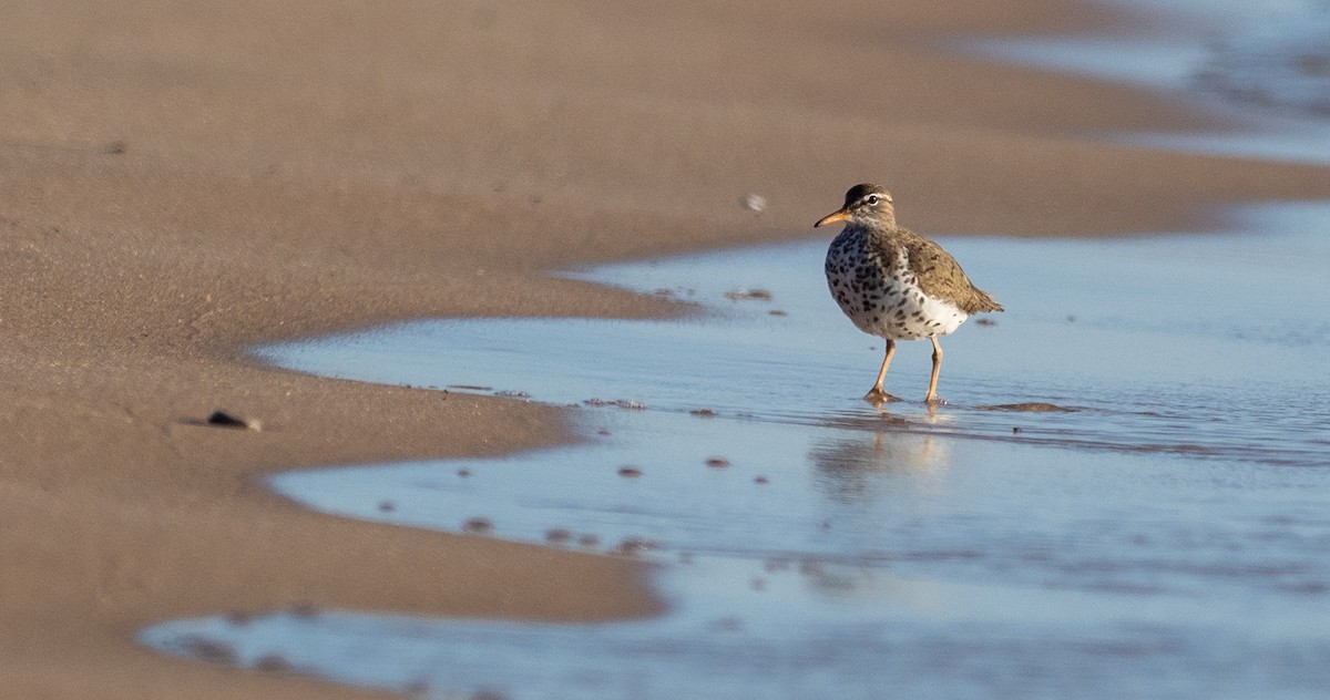 Spotted Sandpiper - ML238849031