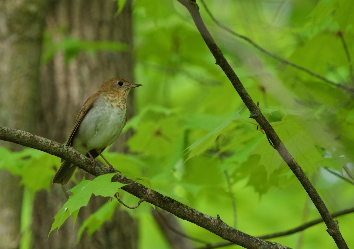 Weidenmusendrossel - ML238849281