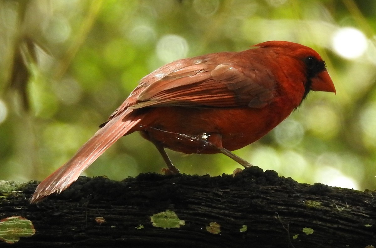 Cardinal rouge - ML238850541