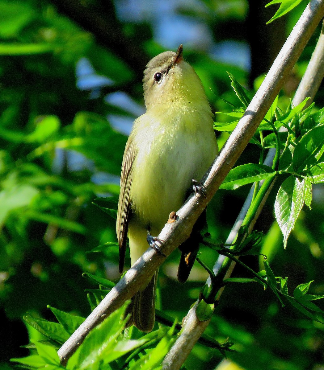 Philadelphia Vireo - ML238852201