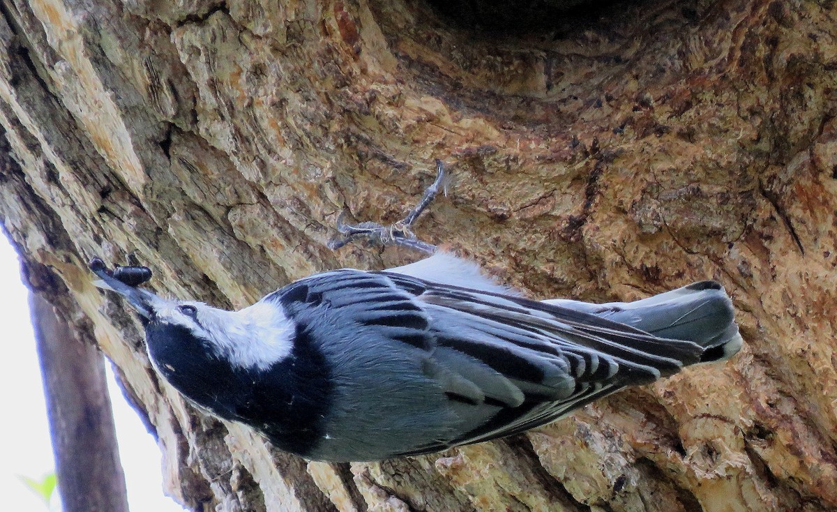 White-breasted Nuthatch - ML238852321