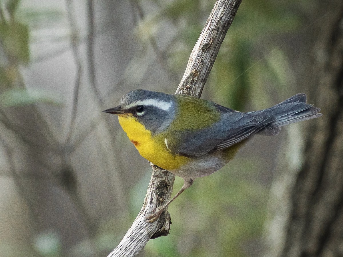 Crescent-chested Warbler - Anonymous