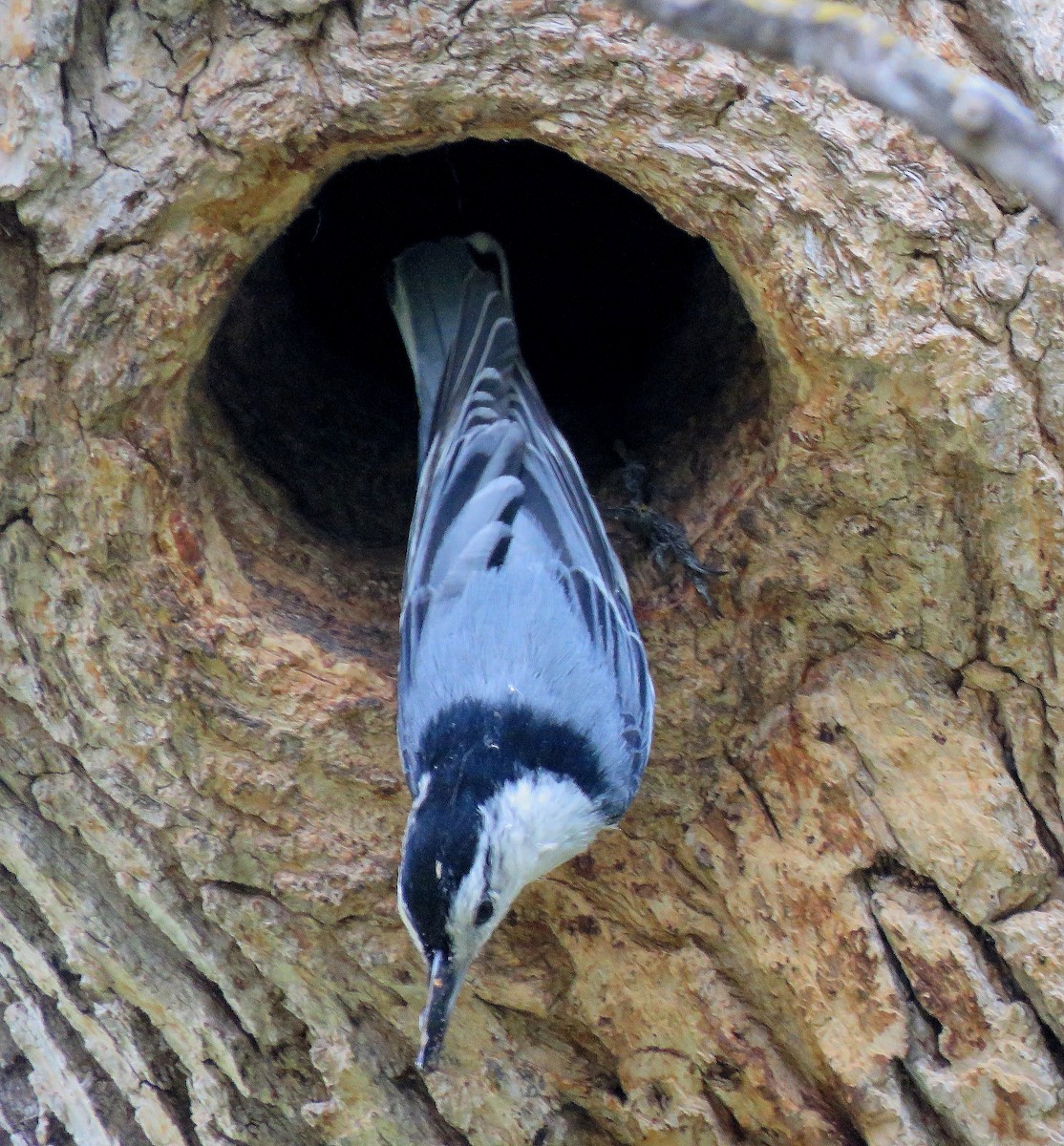 White-breasted Nuthatch - ML238852591