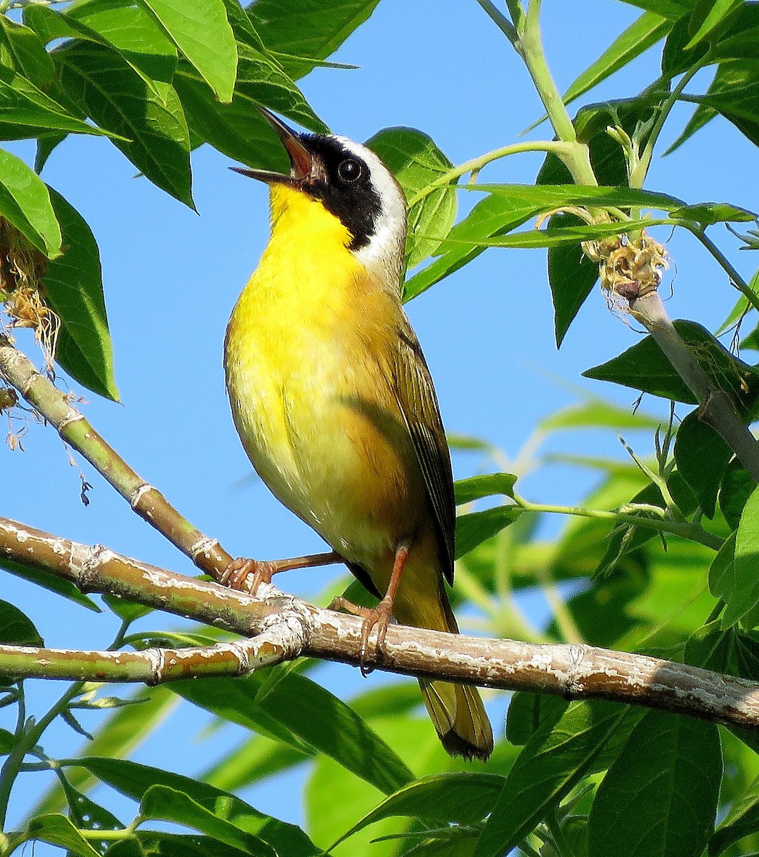 Common Yellowthroat - ML238852901