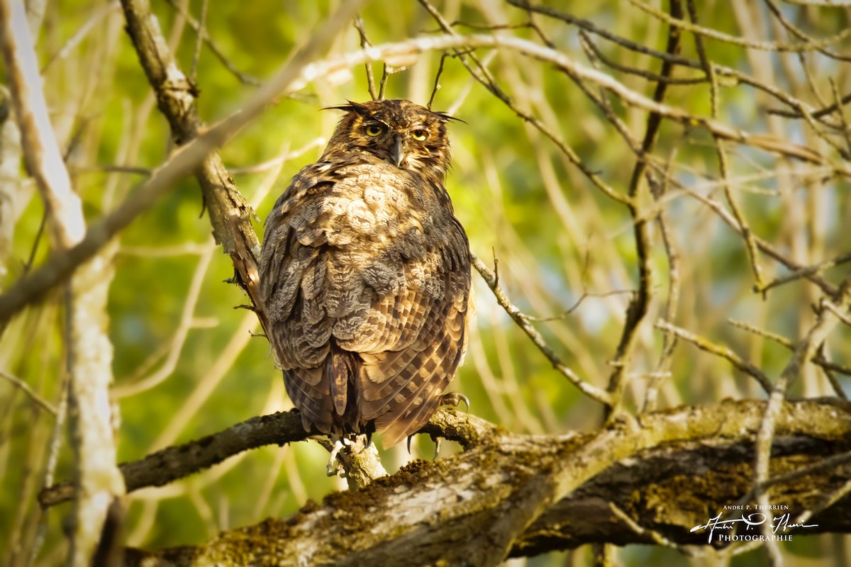 Great Horned Owl - ML238854991