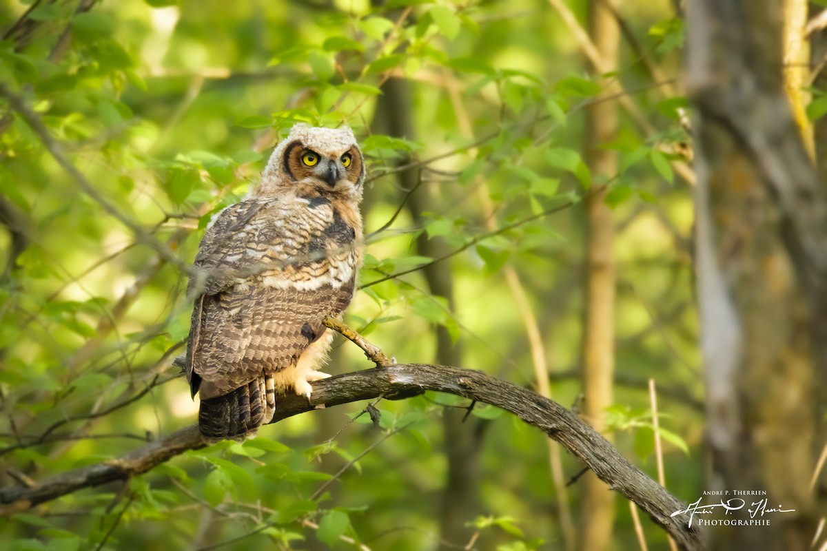 Great Horned Owl - ML238855001