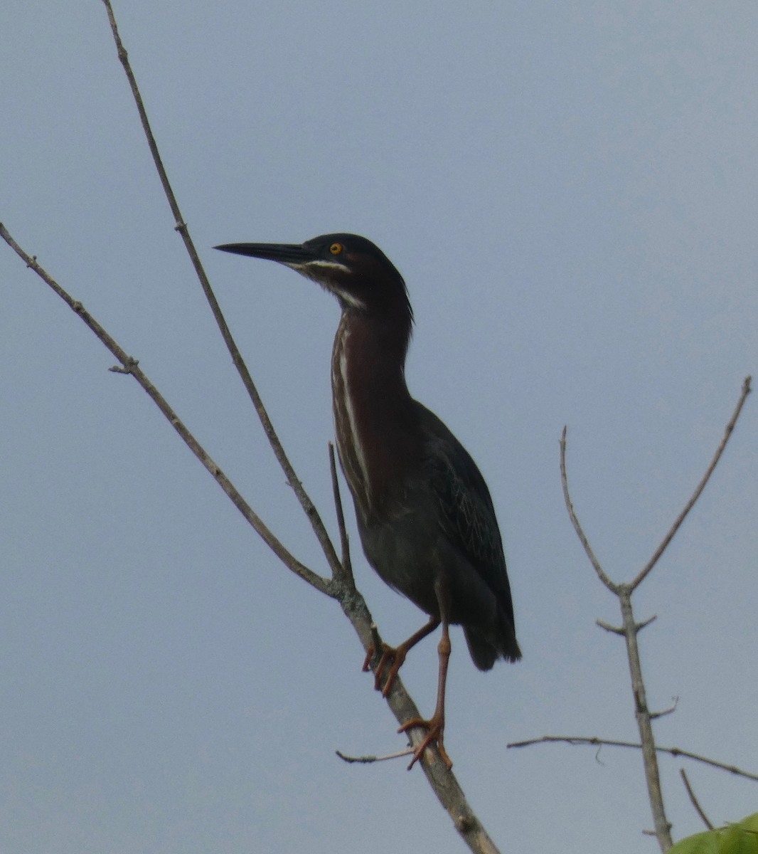 Green Heron - ML238856511