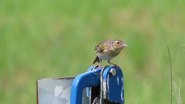Grasshopper Sparrow - ML238856711