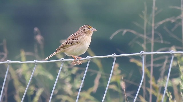 Grasshopper Sparrow - ML238858731