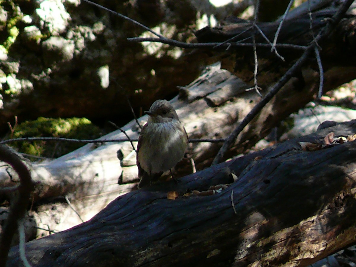 Spotted Flycatcher (Spotted) - ML238859621